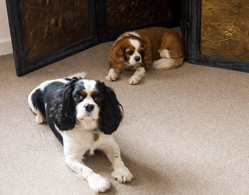 Cavalier King Charles Spaniel